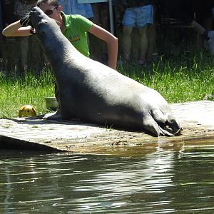 Grey seal during medical training