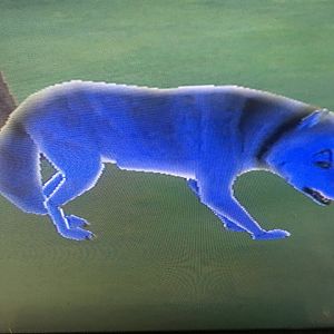 SimAnimals - Wolf