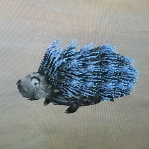 SimAnimals - Porcupine