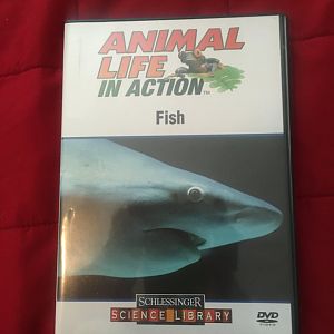 Animal Life in Action - Fish