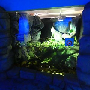 Matamata enclosure in aquarium