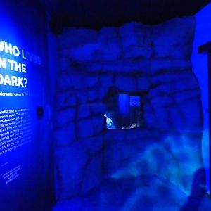 Omani Blind Cavefish enclosure