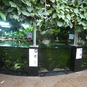 Dwarf Crocodile enclosure