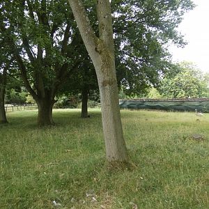 Darwin's Rhea enclosure