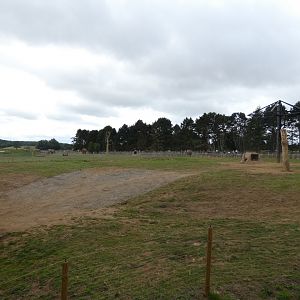Asian Elephant enclosure