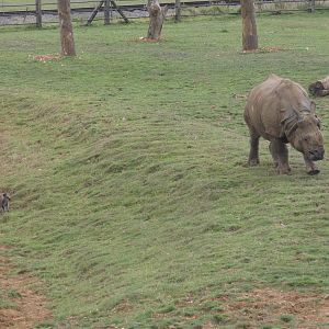 Greater One-horned Rhino and Bennett's Wallaby