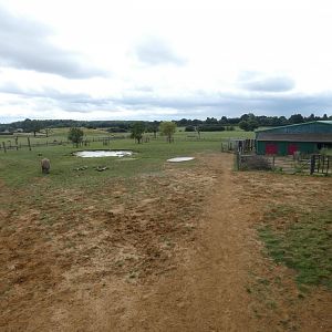 Greater One-horned Rhino enclosure (2)