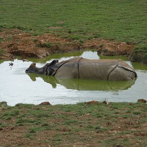 Greater One-horned Rhino wallowing