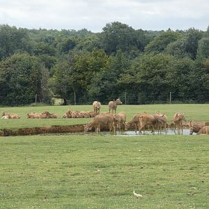 Père David's Deers