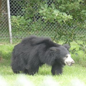 Sri Lankan Sloth Bear