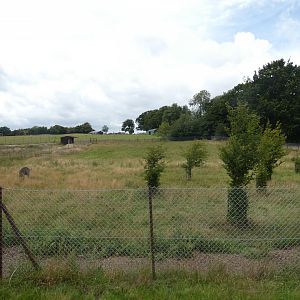 Ostrich enclosure