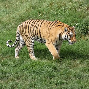 Amur Tiger