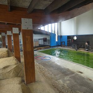 Californian Sea Lion indoor enclosure