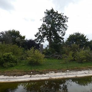 Black-capped Squirrel Monkey enclosure