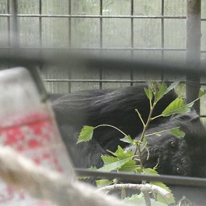 Chimpanzee
