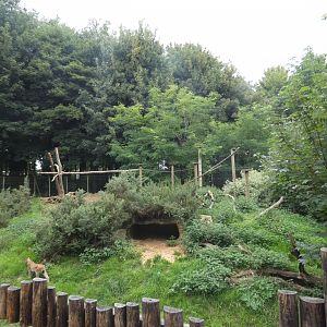 Eurasian Lynx enclosure