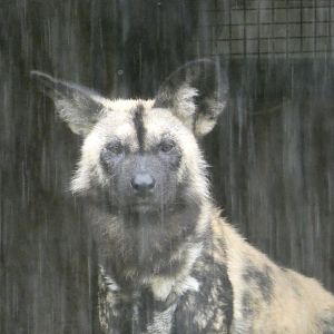 African Hunting Dog in rain