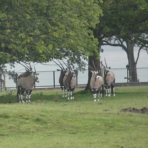 Gemsbok herd