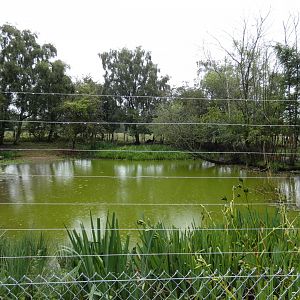 Sitatunga enclosure