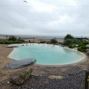 Rockhopper Penguin enclosure
