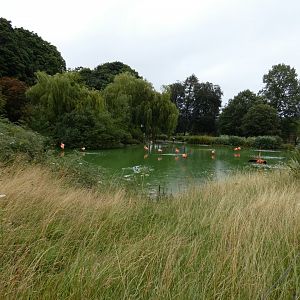 Caribbean Flamingo enclosure