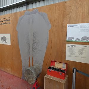 Elephant foot care display