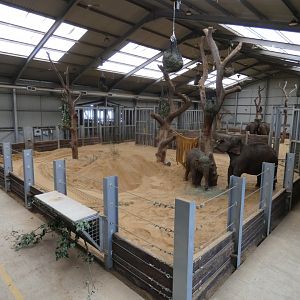 Asian Elephant indoor enclosure