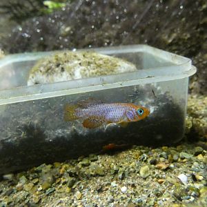 Sainthouse's Killifish