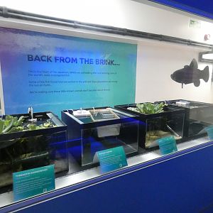 Aquarium conservation display
