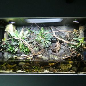Vietnamese stream themed tank in the Aquarium