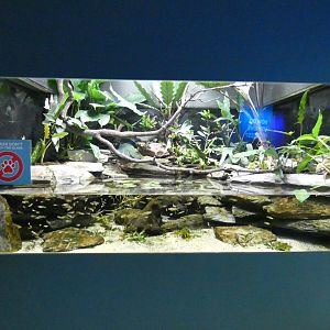 Australian creek themed tank in the Aquarium