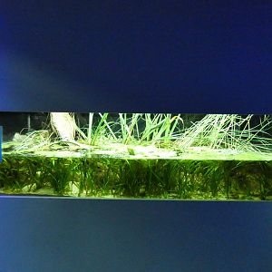 Greek Killifish enclosure