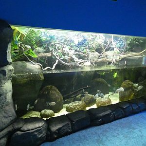 Madagascan themed tank in the Aquarium