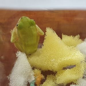 Heterixalus betsileo