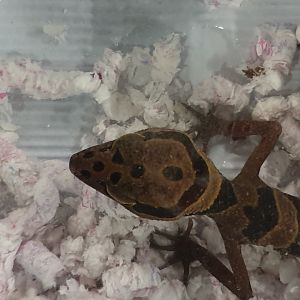 Goniurosaurus araneus