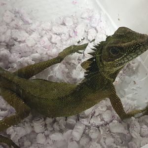 Gonocephalus robinsoni