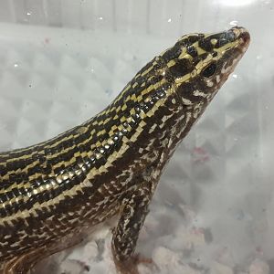 Zonosaurus quadrilineatus