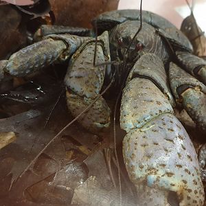 Coconut crab - Birgus latro