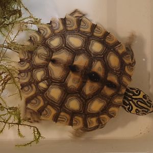 Yellow-blotched sawback - Graptemys flavimaculata