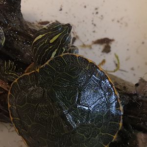 Northern red-bellied cooter - Pseudemys rubriventris