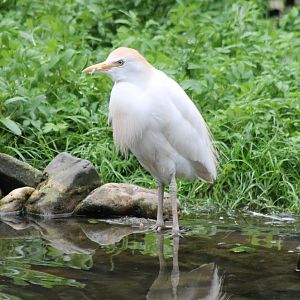 Cattle egret