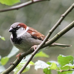 House sparrow