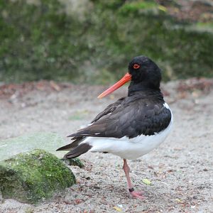 Oystercatcher