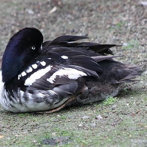 Barrow's goldeneye - drake