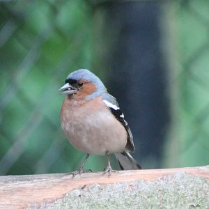 Chaffinch