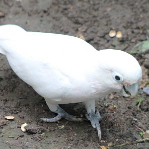 Tanimbar cockatoo