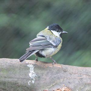Great tit