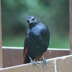 Red-winged starling