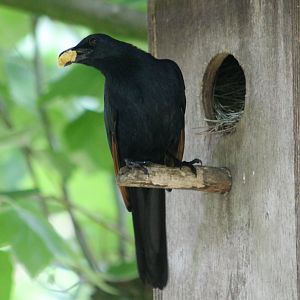 Red-winged starling at the nest
