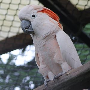 Salmon-crested cockatoo